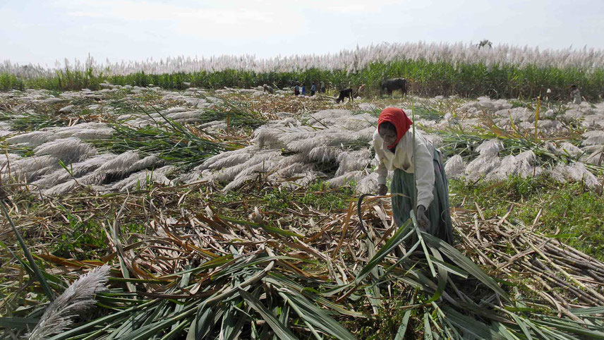 Sugarcane turns sweeter for UP farmers, with record payments made by the government